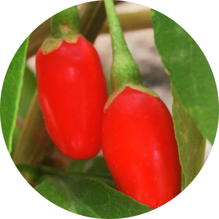 goji berry meyvesi