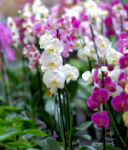 İlpasol Orkide Toprağı 2,5 Lt. ürün görseli