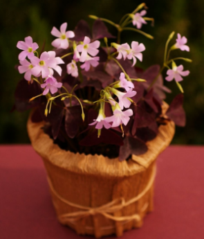 Resim Saksıda Uykuçiçeği / Süsyoncası ( Oxalis Triangularis)