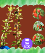 Organik Goji Berry Fidanı (Kurtüzümü) 2 adet - Sarmaşık Türü NQ1. ürün görseli