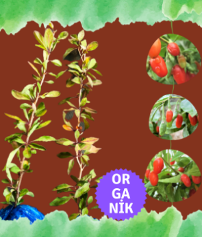 Resim Organik Goji Berry Fidanı (Kurtüzümü) 2 adet - Sarmaşık Türü NQ1