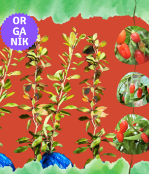 Resim Organik Goji Berry Fidanı (Kurtüzümü) 4 Adet- Sarmaşık Türü NQ1
