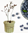 Yaban Mersini (Blueberry) . ürün görseli