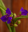 Mavi çiçekli Telgrafçiçeği (Tradescantia Virginiana). ürün görseli