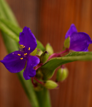 Resim Mavi çiçekli Telgrafçiçeği (Tradescantia Virginiana)
