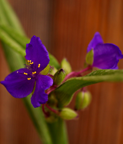 Mavi çiçekli Telgrafçiçeği (Tradescantia Virginiana). ürün görseli