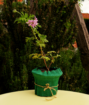 Resim Itır (Pelargonium graveolens)