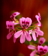 Itır (Pelargonium graveolens). ürün görseli