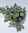 Alacalı Telgraf Çiçeği (Tradescantia zebrina). ürün görseli