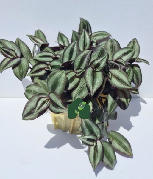 Alacalı Telgraf Çiçeği (Tradescantia zebrina). ürün görseli