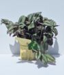 Alacalı Telgraf Çiçeği (Tradescantia zebrina). ürün görseli