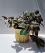 Alacalı Telgraf Çiçeği (Tradescantia zebrina). ürün görseli