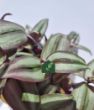 Alacalı Telgraf Çiçeği (Tradescantia zebrina). ürün görseli