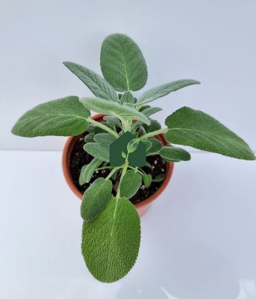 Anadolu Adaçayı (Salvia fruticosa). ürün görseli