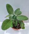 Anadolu Adaçayı (Salvia fruticosa). ürün görseli