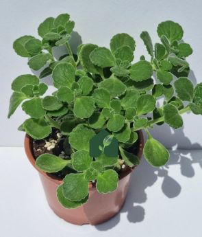 Resim Küba Kekiği (Plectranthus amboinicus (Lour.) Spreng)