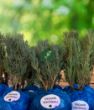 Organik Lavanta Fidesi - 24 Adet. ürün görseli