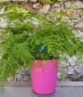 Tül Kuşkonmaz (Asparagus plumosus). ürün görseli