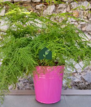 Resim Tül Kuşkonmaz (Asparagus plumosus)
