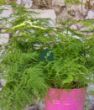 Tül Kuşkonmaz (Asparagus plumosus). ürün görseli