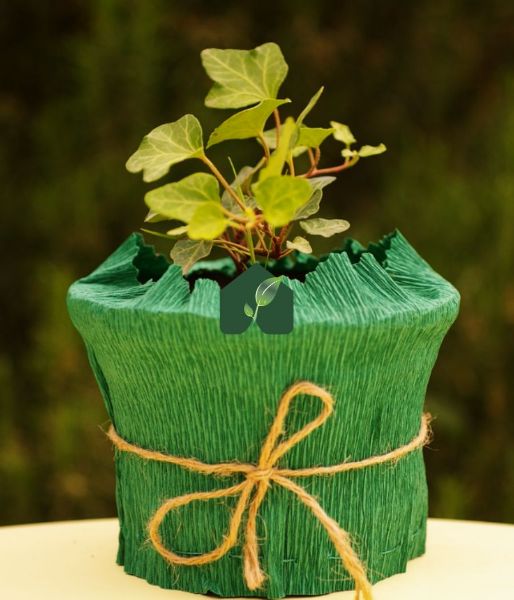Duvar sarmaşığı (Hedera helix). ürün görseli