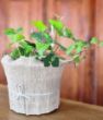 Duvar sarmaşığı (Hedera helix). ürün görseli