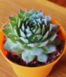 Ömürçiçeği/Enginar Sukulent (Sempervivum Tectorum). ürün görseli