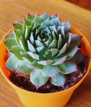 Resim Ömürçiçeği/Enginar Sukulent (Sempervivum Tectorum)