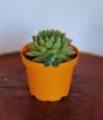 Ömürçiçeği/Enginar Sukulent (Sempervivum Tectorum). ürün görseli