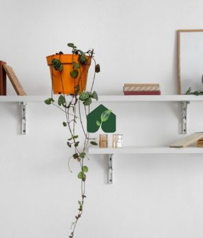 Resim Kalp Kalbe Karşı Çiçeği (ceropegia Woodii) - Turuncu Saksılı