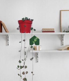Resim Kalp Kalbe Karşı Çiçeği (ceropegia Woodii) - Kırmızı Saksılı