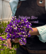 Deniz Lavantası-Limonium siniuatum 1 demet. ürün görseli
