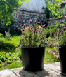 Saksıda Karabaş Otu (Lavandula stoechas- Bandera Deep Rose). ürün görseli