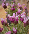 Saksıda Karabaş Otu (Lavandula stoechas- Bandera Deep Rose). ürün görseli