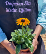 Resim Güneş Şapkası Çiçeği (Rudbeckia Hirta-Toto)  