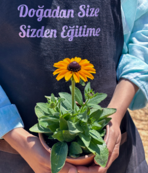 Resim Güneş Şapkası Çiçeği (Rudbeckia Hirta-Toto)  