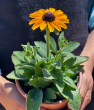 Güneş Şapkası Çiçeği (Rudbeckia Hirta-Toto)  . ürün görseli