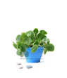 Resim Çin Para Bitkisi (Pilea peperomioides)