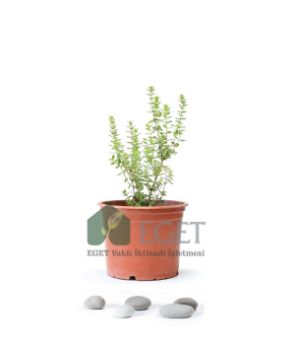 Resim İzmir Bilyalı Kekik (Origanum onites)