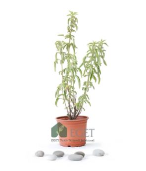 Resim Anadolu Ada Çayı (Salvia fruticosa)- 1 lt Saksıda