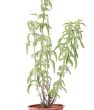 Anadolu Ada çayı (Salvia fruticosa). ürün görseli