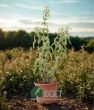 Anadolu Ada çayı (Salvia fruticosa). ürün görseli