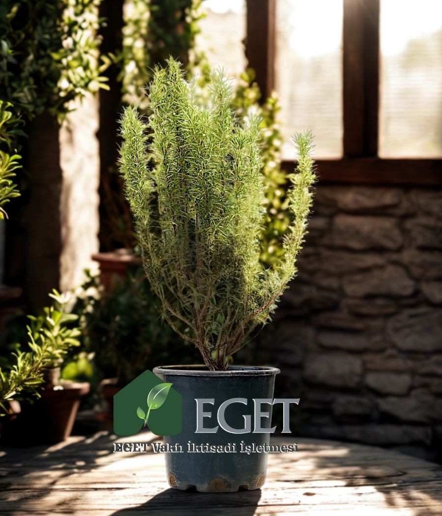 EGET Vakfı İktisadi İşletmesi - Saksıda Biberiye