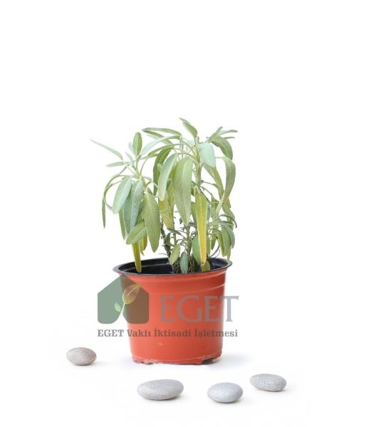 Tıbbi Ada Çayı (Salvia officinalis). ürün görseli