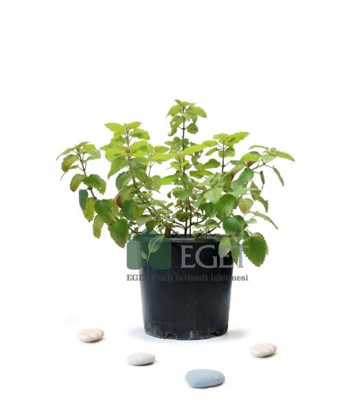 Melisa, Oğulotu  (Melissa officinalis). ürün görseli