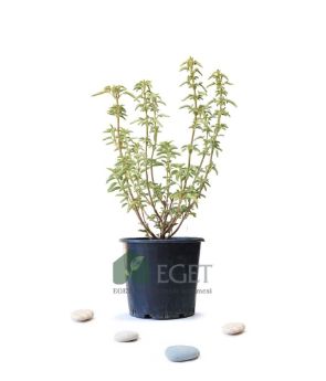 Resim Anadolu Ada Çayı (Salvia fruticosa)- 3 lt Saksıda
