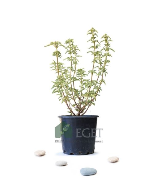 Anadolu Ada Çayı (Salvia fruticosa)- 3 lt Saksıda. ürün görseli