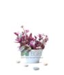 Pembe Telgraf Çiçeği (Tradescantia Nanouk) 2lt. ürün görseli