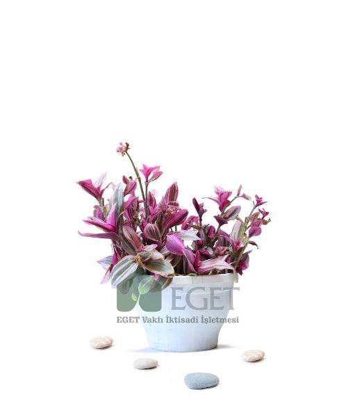 Pembe Telgraf Çiçeği (Tradescantia Nanouk) 2lt. ürün görseli
