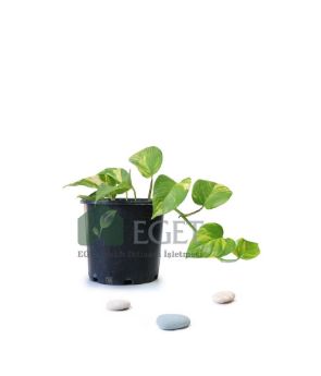 Resim Altın Patos Çiçeği  (Epipremnum aureum)